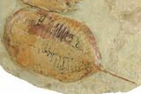 Pair Of + Megistaspis Trilobites - Fezouata Formation, Morocco #191786-2